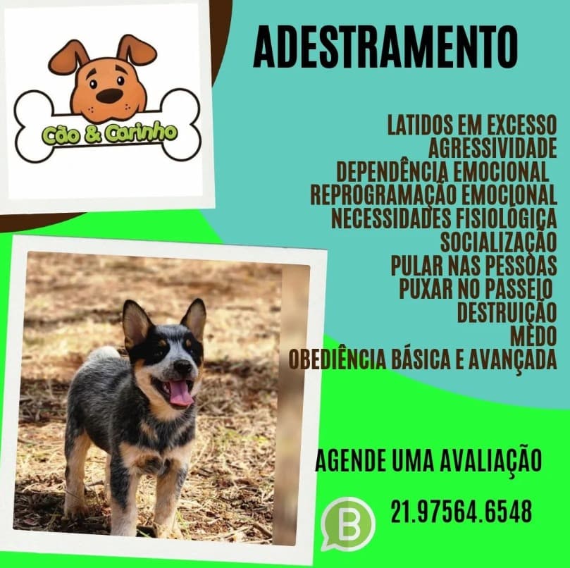 Adestramento