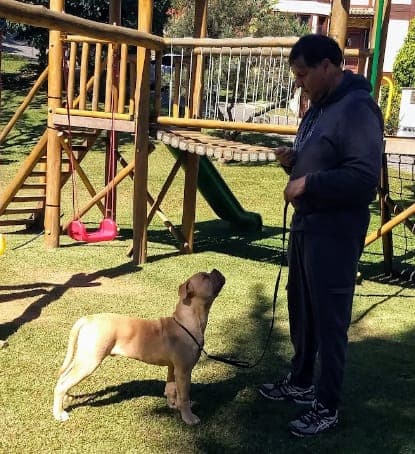 Momento de cuidado na Cão e Carinho