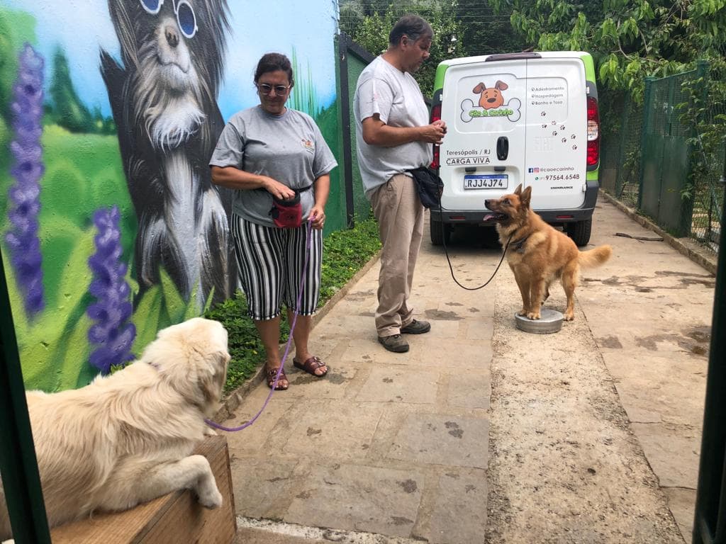 Cão em ambiente da Cão e Carinho